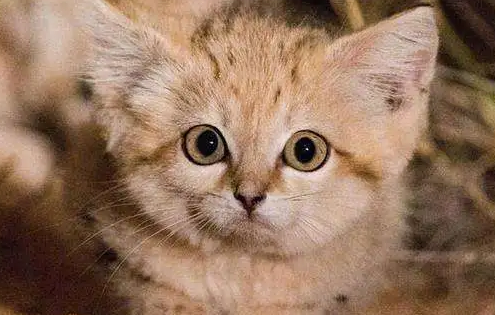 沙丘猫:沙漠中的“猎蛇者”,性情敏感天敌多,家养容易死亡! 沙丘猫:沙漠中的“猎蛇者”,性情敏感天敌多,家养容易死亡!