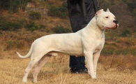 杜高犬性格以及好不好养