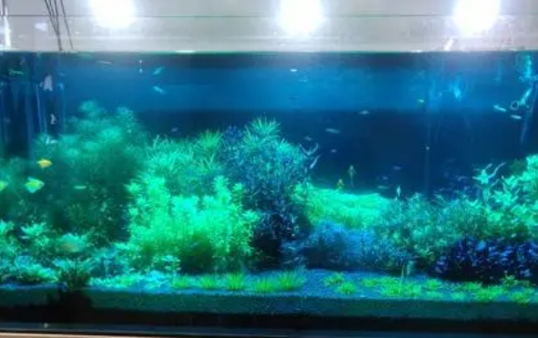 亚甲基蓝直接放鱼缸里可以吗 亚甲基蓝直接放鱼缸里可以吗