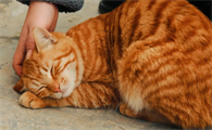 猫咪为什么会喜欢花生