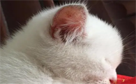 3个月的猫耳朵边缘变黑怎么办呢