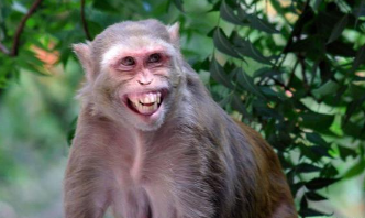 颠覆认知！雄性猴子间的“亲密行为”要比雌性多！是繁衍需要？