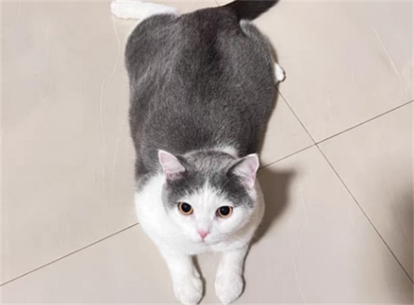 VE纯生王者冻干，还原猫咪原始饮食结构