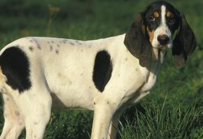 一文详解：汉诺威猎犬有什么特征？