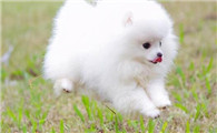 博美犬怎么训练才能听懂人话