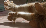 猫咪用爪子
