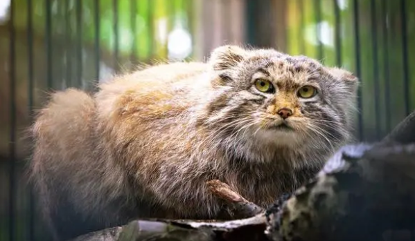 帕拉斯猫的别称是什么