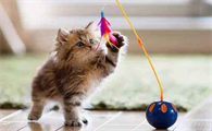 猫咪为什么会找主人玩耍