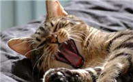 猫哇哇的叫是为什么呢