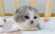 英短三花猫图片大全图片及价格