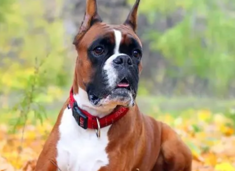 拳狮犬怎么养护？