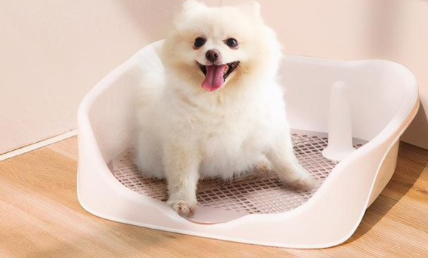 博美犬拉稀怎么回事