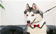 哈十奇剃毛穿衣服会怎么样啊