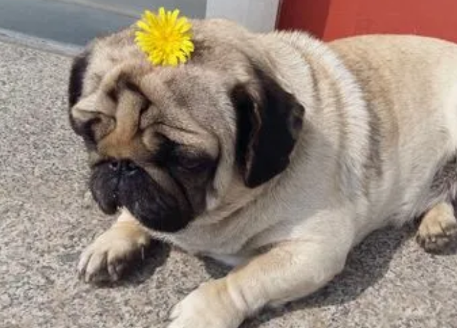 巴哥犬怎么训练大小便啊