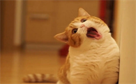 猫咪下巴为什么老是发红怎么回事