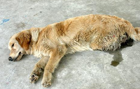 狗死了多久会发臭啊