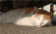 为什么喊猫咪名字的时候没反应呢？