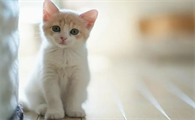 猫咪吃饭为什么老叫唤