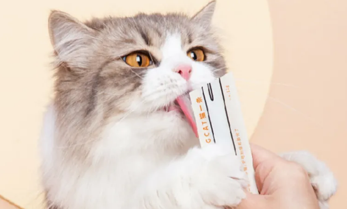 猫小条什么品牌的