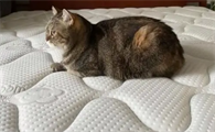 猫咪为什么喜欢爬我床上