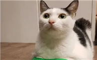 猫咪为什么不用穿鞋啊