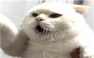 猫咪为什么讨厌人指它啊
