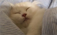 猫咪为什么在毯子下面睡啊