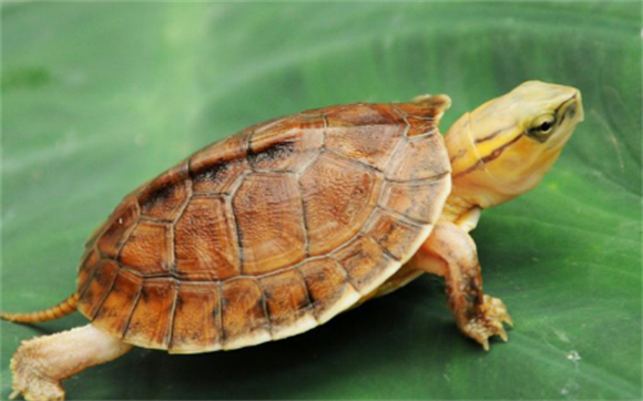断板龟品种与形状特征