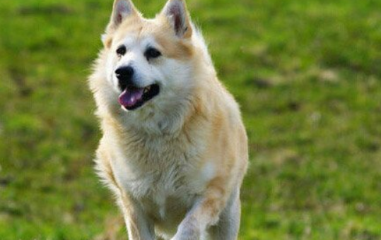 挪威牧羊犬怎么养？