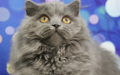 返祖猫好养活吗？一文给你答案！