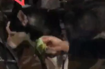 二哈回乡下不吃奶奶做的饭，被奶奶一招就收拾了，汪：算你狠！
