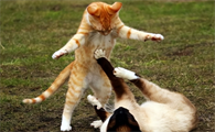 猫交配时受惊吓会怎么样啊