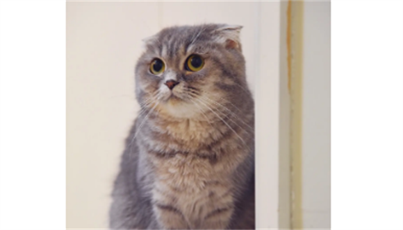 端午猫是什么花色？喜欢的赶紧来看看~ 