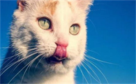 猫咪为什么比乌鸦笨呢