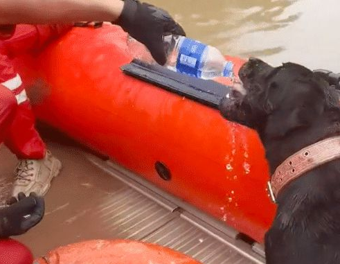 救援队救了一只被洪水困住的狗，它为了报恩，始终跟着人不愿离开