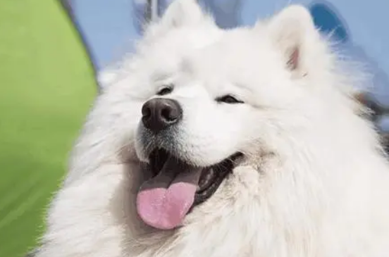萨摩耶咳嗽是怎么样的呢