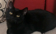 玄猫千万不能养