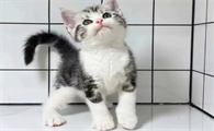 猫咪会孕吐吗多久会孕吐