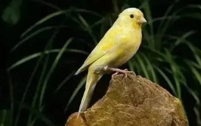 怎么让玉鸟开口叫,这四个方法值得收藏 怎么让玉鸟开口叫,这四个方法值得收藏
