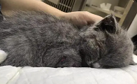 猫下面有血怎么回事