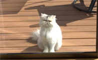 猫咪喝矿泉水会尿路结石吗怎么办