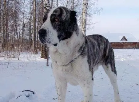 阿拉拜犬的优点有哪些? 阿拉拜犬的优点有哪些?
