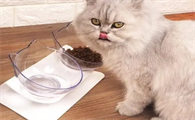 猫咪喝水为什么要吐出来