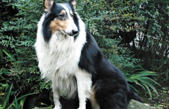 苏俄牧羊犬介绍! 苏俄牧羊犬介绍!