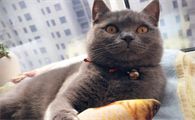 猫咪吃多了吐了怎么办