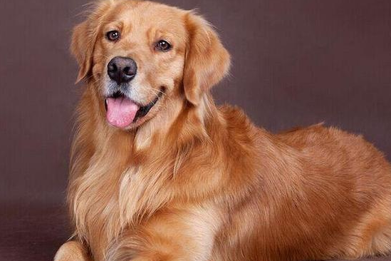 黄金猎犬多少钱一只啊