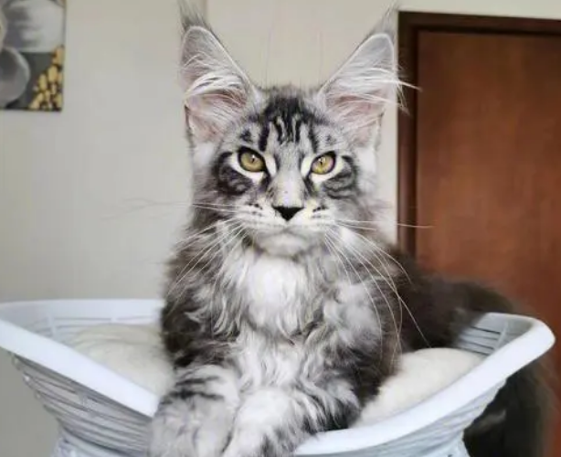 缅因猫的性格特点