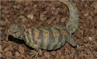 摩洛哥王者蜥介绍！