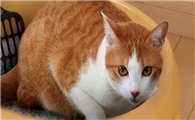 猫咪为什么会跑进家里呢