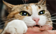 小猫常被打会怎么样呢